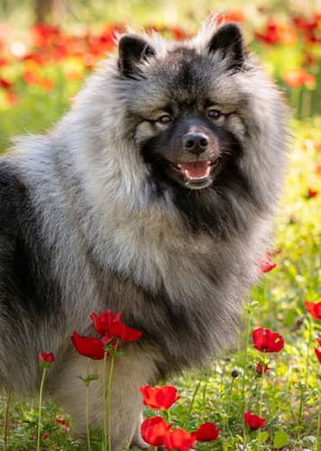 Keeshond Dog