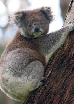 Kenny the Koala