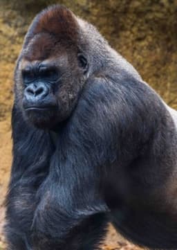 Kerchak