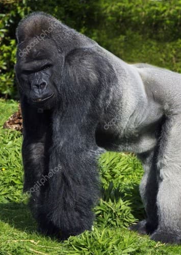 Kerchak