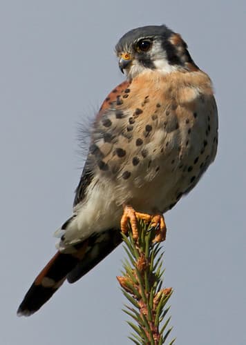 Kestrel