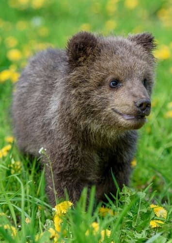 Koda the Bear Cub