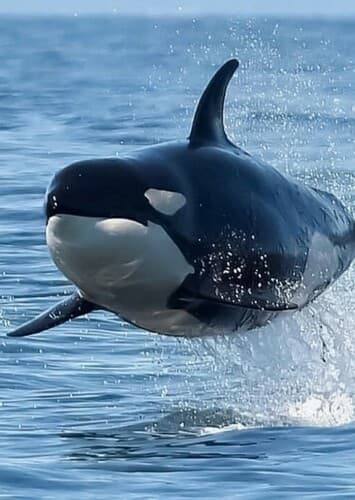 Killer Whale