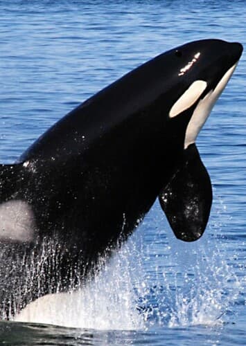 Killer Whale