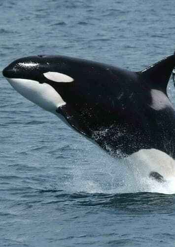 Killer Whale