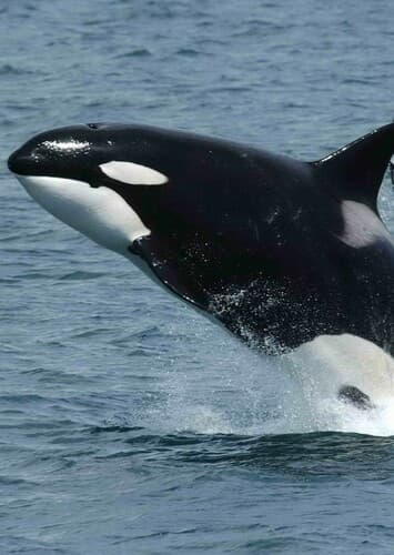 Killer Whale