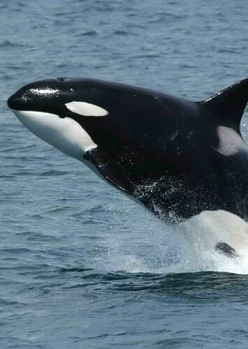 Killer Whale