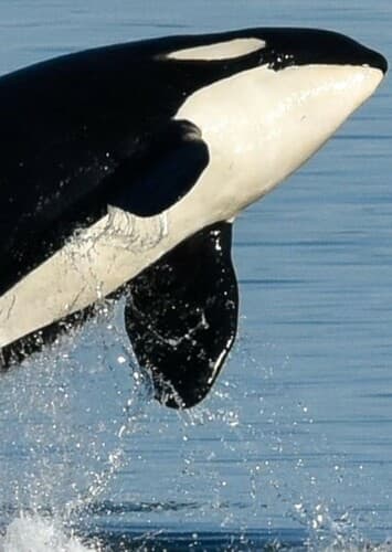 Killer Whale
