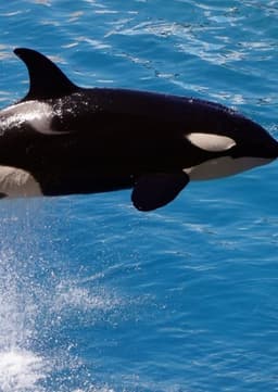 Killer Whale