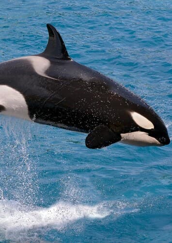 Killer Whale