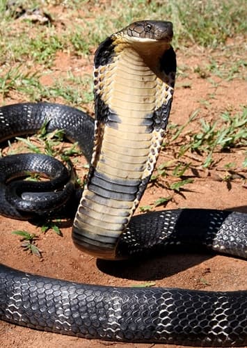 King Cobra