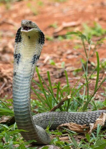 King Cobra
