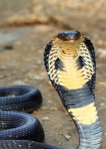 King Cobra