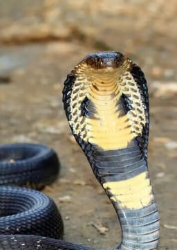 King Cobra