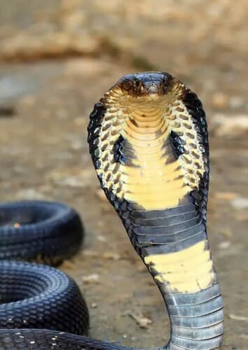 King Cobra