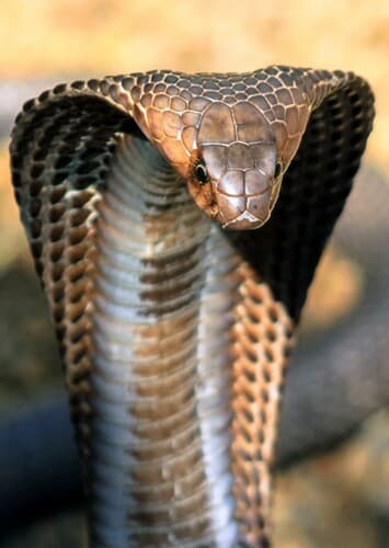 King Cobra