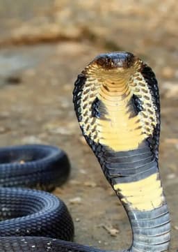 King Cobra