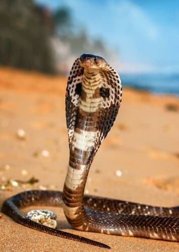 King Cobra