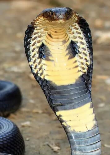 King Cobra