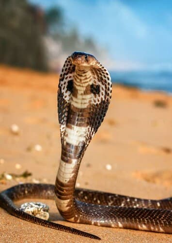 King Cobra