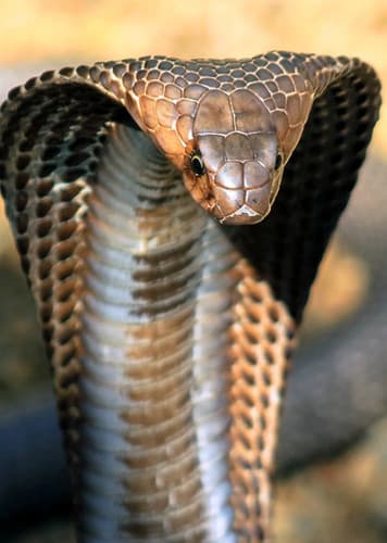 King Cobra