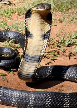 King Cobra