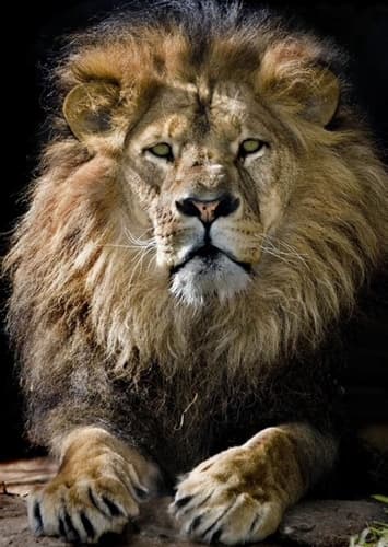 King lion