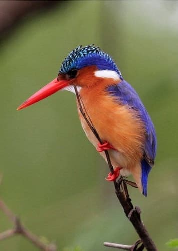 Kingfisher