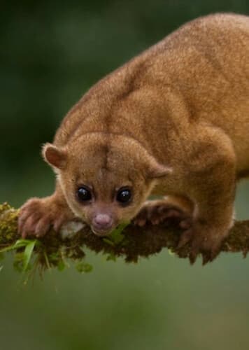 Kinkajous