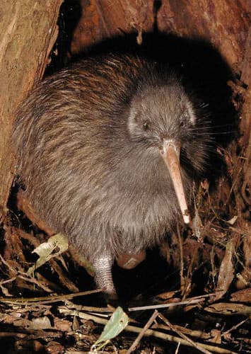 Kiwi