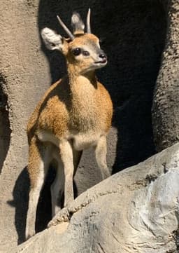Klipspringer