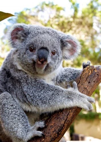 Koala