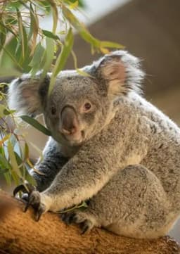 Koala