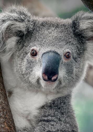 Koala