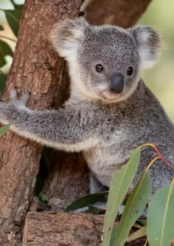 Koala