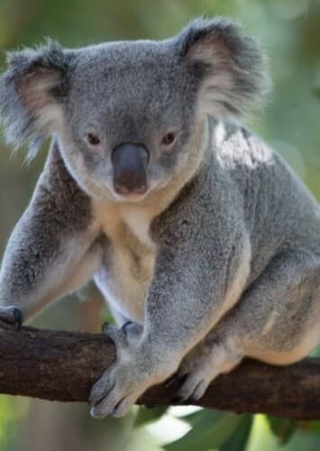 Koala