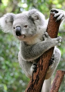 Koala