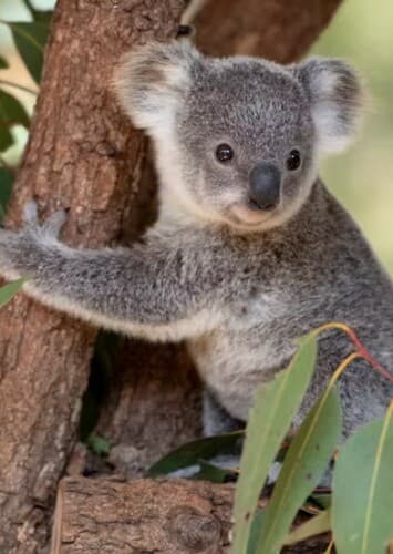 Koala