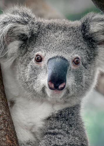 Koala