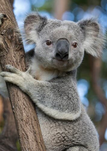 Koala