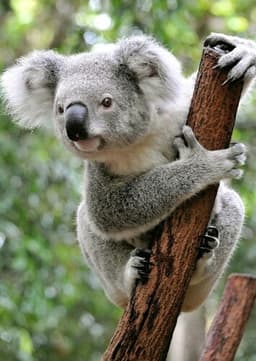 Koala