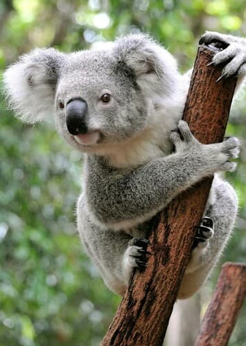 Koala
