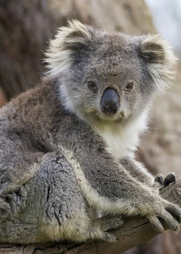 Koala