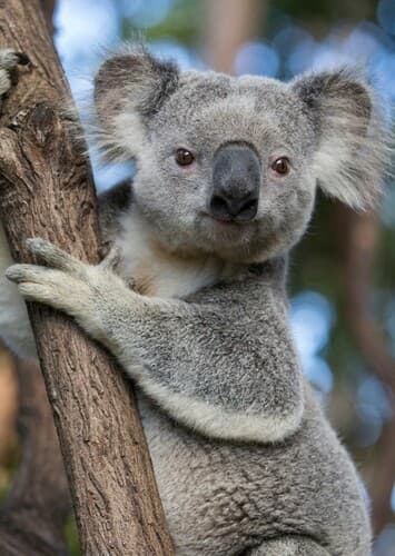 Koala