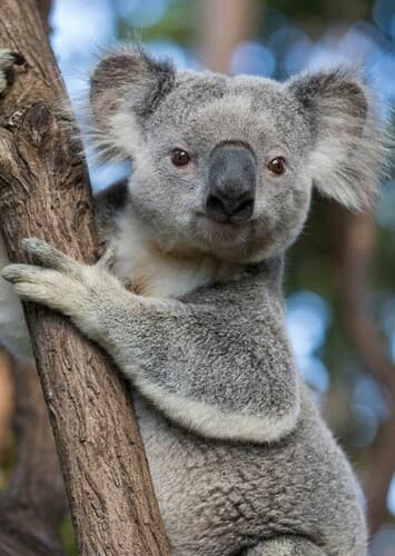 Koala