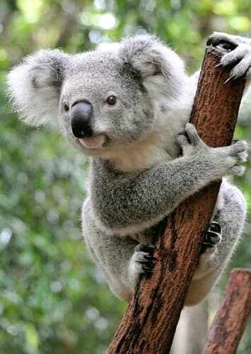 Koala