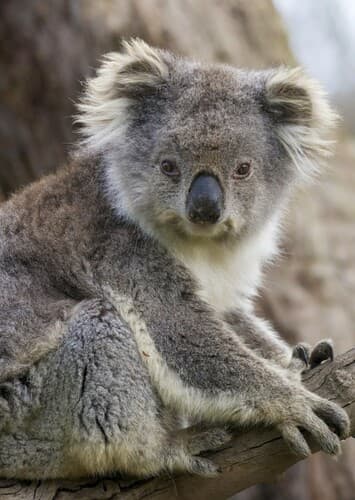 Koala