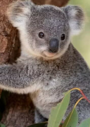 Koala