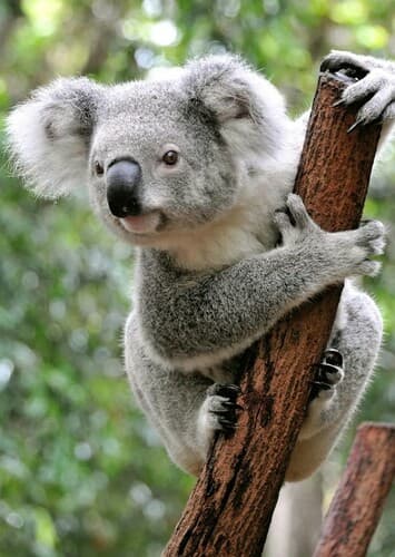 Koala