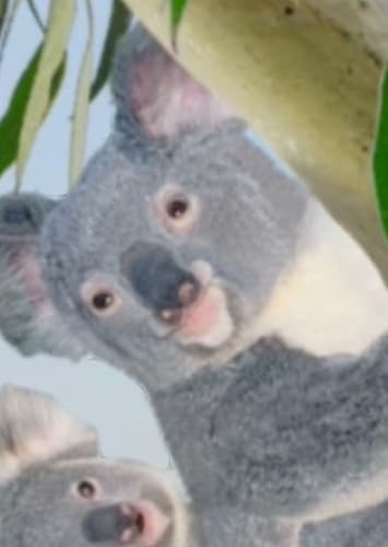 Koala